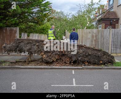 Wimbledon, Londra, Regno Unito. 20 maggio 2021. I venti di raffica a Londra abbattere un grande albero dal marciapiede, relegando una recinzione e cadendo nel giardino posteriore di una casa, fortunatamente nessuna ferita. Esiste un avvertimento giallo per i venti forti attualmente nel Regno Unito. Credit: Malcolm Park/Alamy Live News. Foto Stock