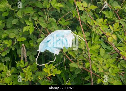 maschera chirurgica per il viso appesa al bramble Foto Stock