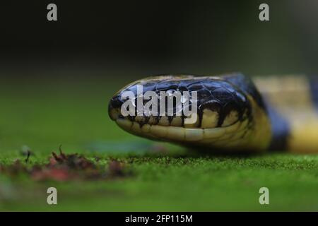 Closeup della testa di krait a fascia (Bungarus fasciatus). Foto Stock