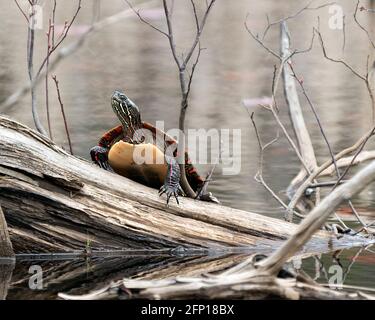 Tartaruga dipinta in primo piano su un tronco con sfondo sfocato dell'acqua nell'ambiente e nell'habitat dello stagno. Immagine. Immagine. Verticale. Foto Stock