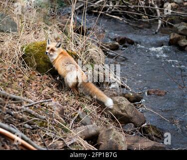 Red Fox primo piano vicino al fiume nella stagione primaverile con muschio rock e acqua e sfondo fogliame nel suo ambiente e habitat. Immagine FOX. Immagine Foto Stock