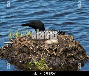 Loon nuotare e proteggere nido con due uova marroni nel suo ambiente e habitat paludoso. Immagine di loon comune. Immagine. Verticale. Foto. Foto Stock