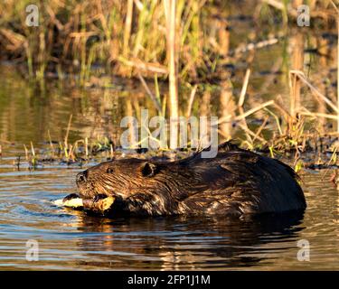 Beaver primo piano profilo vista mangiare albero corteccia di ramoscello nel laghetto con sfondo sfocato fogliame nel suo ambiente e habitat. Immagine. Immagine. Foto Stock