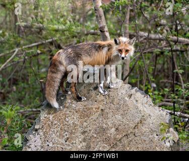 Volpe rossa in primo piano su una grande roccia con sfondo forestale nel suo habitat e ambiente. Immagine. Verticale. Immagine FOX. Foto Stock