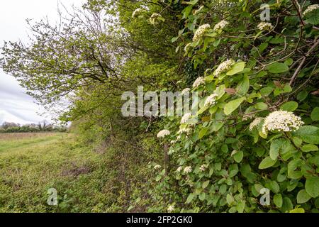Albero di wayfaring (Viburnum lantana) in un hedgerow durante il mese di maggio con grappoli di fiori bianchi crema, Spring, Regno Unito Foto Stock