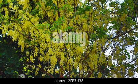 albero con fiore giallo, albero doccia dorato, amaltas, albero ornamentale, cresce con meno acqua Foto Stock