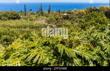 Piante tropicali circondano gli alberi di caffè sulla montagna sopra l'Oceano Paicific, Holualoa, Hawaii, Stati Uniti Foto Stock