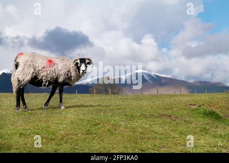 Pecora di fronte nero che pascolano sopra Keswick, Lake District, Cumbria, Regno Unito. Foto Stock