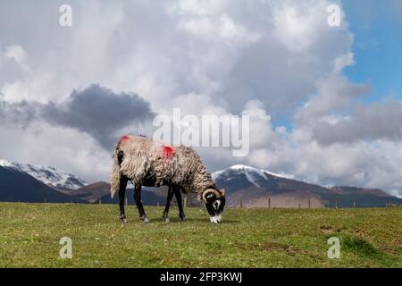 Pecora di fronte nero che pascolano sopra Keswick, Lake District, Cumbria, Regno Unito. Foto Stock