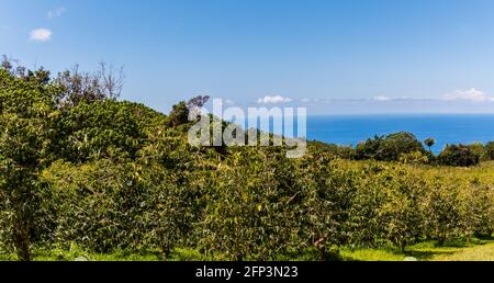 Coffee Trees sulla montagna sopra l'Oceano Pacifico, Holualoa, Hawaii, Stati Uniti Foto Stock