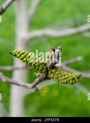 Frutto di un albero di noce in primavera Foto Stock