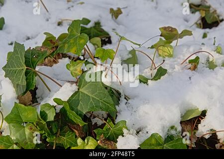 Ivy si attorciglia e foglie nella neve, fuoco selettivo con sfondo sfocato - hedera Foto Stock