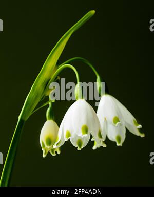 Leucojum aestivum, comunemente chiamato fiocco di neve estivo o giglio di Loddon. Come con la sua relazione la nevicata, leucojum è una primavera fiorente perenne. Foto Stock