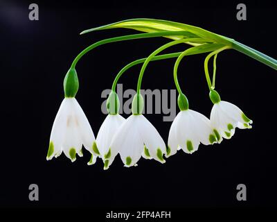 Leucojum aestivum, comunemente chiamato fiocco di neve estivo o giglio di Loddon. Come con la sua relazione la nevicata, leucojum è una primavera fiorente perenne. Foto Stock