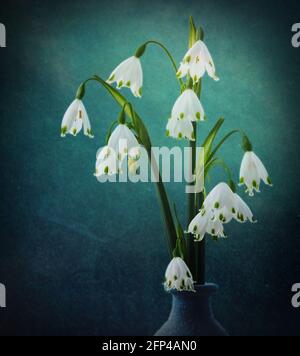 Un vaso mostra di fiori leucojum con una bella tonalità blu fresco. Come con la sua relazione la nevicata, leucojum è una primavera fiorente perenne. Foto Stock