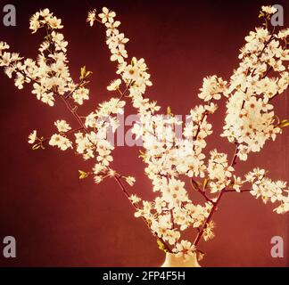 Sprigs di fioritura della molla bella contro un ricco sfondo di gelso, ispirato da stampe orientali fioritura dei ciliegi. Foto Stock