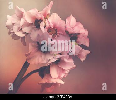 Primo piano della testa dei fiori bergenia, spesso nascosta tra le grandi foglie ovali della pianta, da cui deriva il nome comune di orecchie di elefanti Foto Stock