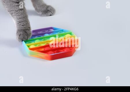 British gatto spingere popolare silicone colorato anti-stress pop giocattolo in forma esagonale. Premere Bubble pop. Foto Stock