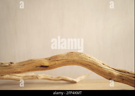 Rustico ramo di albero su fondo grigio in cemento, illuminato dal tramonto Foto Stock