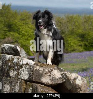 collie di bordo in piedi su una roccia Foto Stock