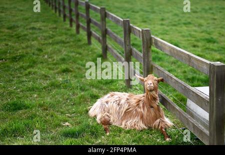 Carino capra d'oro Guernsey seduto in un campo Foto Stock