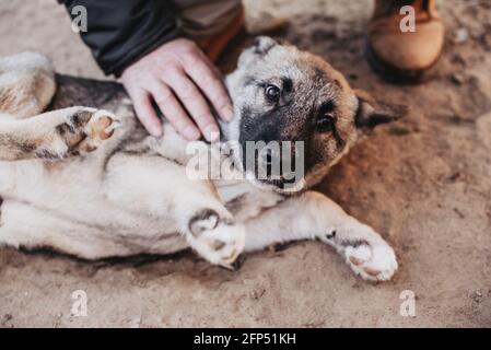 La gente sta palming cane senza casa in rifugio animale. Cercando e aspettando che le persone vengano adottate. Rifugio per animali concetto Foto Stock