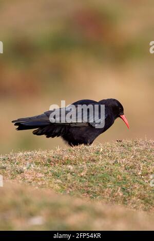 Rosso-fatturate (CHOUGH Pyrrhocorax pyrrhocorax) Foto Stock