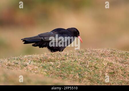 Rosso-fatturate (CHOUGH Pyrrhocorax pyrrhocorax) Foto Stock