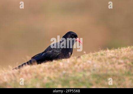 Rosso-fatturate (CHOUGH Pyrrhocorax pyrrhocorax) Foto Stock