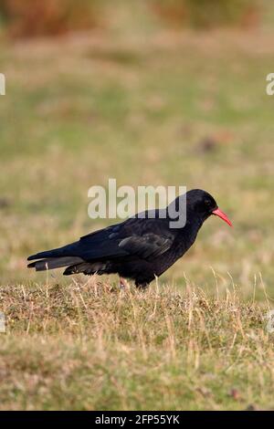 Rosso-fatturate (CHOUGH Pyrrhocorax pyrrhocorax) Foto Stock