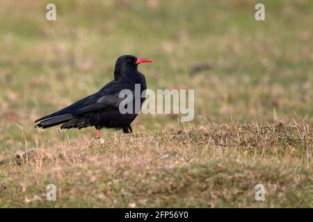 Rosso-fatturate (CHOUGH Pyrrhocorax pyrrhocorax) Foto Stock