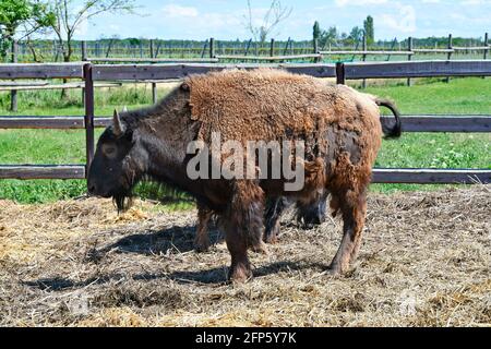 Austria, azienda agricola per l'allevamento di bisonti nel Parco Nazionale di Neusiedler See-Seewinkel, parte di Eurasian Steppe in Burgenland e parte dell'Unione internazionale Foto Stock