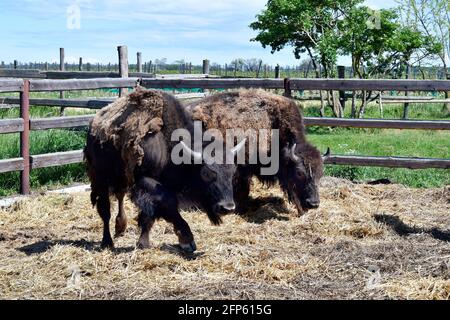 Austria, azienda agricola per l'allevamento di bisonti nel Parco Nazionale di Neusiedler See-Seewinkel, parte di Eurasian Steppe in Burgenland e parte dell'Unione internazionale Foto Stock