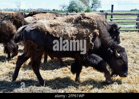 Austria, azienda agricola per l'allevamento di bisonti nel Parco Nazionale di Neusiedler See-Seewinkel, parte di Eurasian Steppe in Burgenland e parte dell'Unione internazionale Foto Stock