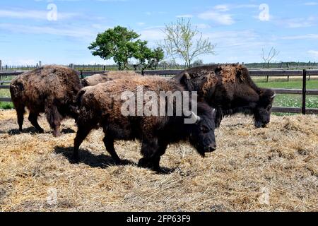 Austria, azienda agricola per l'allevamento di bisonti nel Parco Nazionale di Neusiedler See-Seewinkel, parte di Eurasian Steppe in Burgenland e parte dell'Unione internazionale Foto Stock