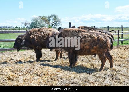 Austria, azienda agricola per l'allevamento di bisonti nel Parco Nazionale di Neusiedler See-Seewinkel, parte di Eurasian Steppe in Burgenland e parte dell'Unione internazionale Foto Stock