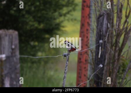 Spotted Woodpecker siede su Wires Electric Fence. Foto Stock