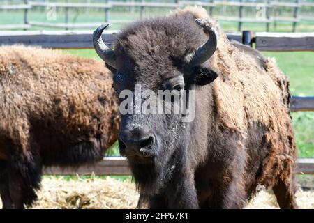 Austria, azienda agricola per l'allevamento di bisonti nel Parco Nazionale di Neusiedler See-Seewinkel, parte di Eurasian Steppe in Burgenland e parte dell'Unione internazionale Foto Stock