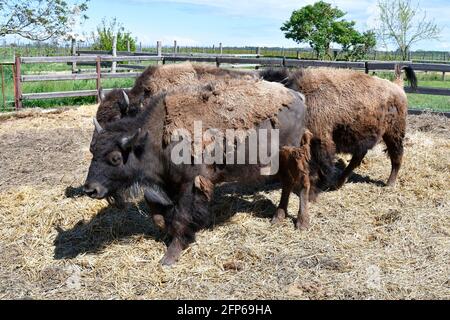 Austria, azienda agricola per l'allevamento di bisonti nel Parco Nazionale di Neusiedler See-Seewinkel, parte di Eurasian Steppe in Burgenland e parte dell'Unione internazionale Foto Stock