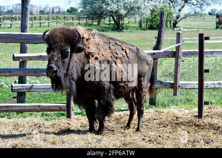 Austria, azienda agricola per l'allevamento di bisonti nel Parco Nazionale di Neusiedler See-Seewinkel, parte di Eurasian Steppe in Burgenland e parte dell'Unione internazionale Foto Stock