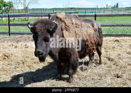 Austria, azienda agricola per l'allevamento di bisonti nel Parco Nazionale di Neusiedler See-Seewinkel, parte di Eurasian Steppe in Burgenland e parte dell'Unione internazionale Foto Stock