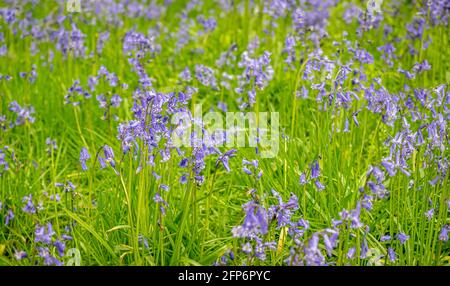 Bluebells fioritura in primavera. Foto Stock