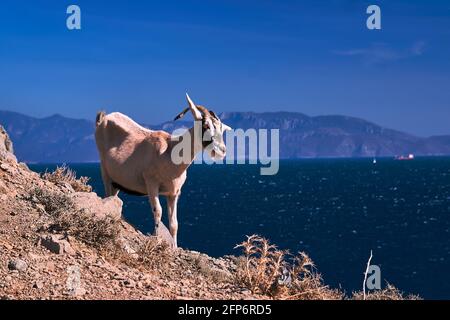 Una capra sulla cima di una roccia vicino al mare Sull'isola di Kos in Grecia Foto Stock
