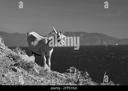 Una capra in cima ad una roccia al mare sull'isola di Kos in Grecia, monocromatica Foto Stock