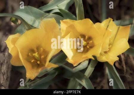 Tulipa linifolia (Gruppo Batalinii) "fascino del bronzo" fioritura Foto Stock