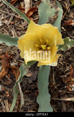 Tulipa linifolia (Gruppo Batalinii) "fascino del bronzo" fioritura Foto Stock