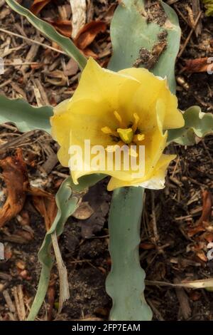 Tulipa linifolia (Gruppo Batalinii) "fascino del bronzo" fioritura Foto Stock