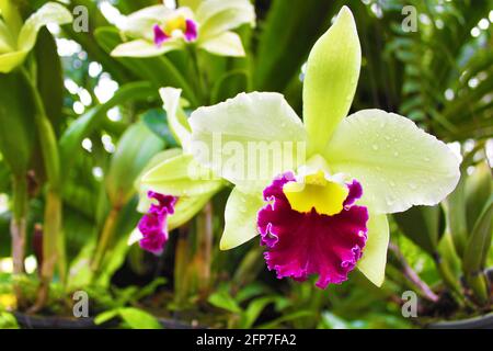 Orchidea verde dendrobium in Thailandia Foto Stock