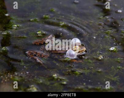 Rana, una rana di palude o rana di Pool, accovacciata con guance soffiate durante il rituale di accoppiamento Foto Stock