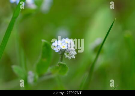 Field Forget Me Not Flowers in Springtime Foto Stock